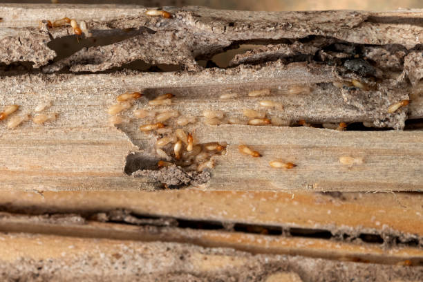 Best Best Pest Control Companies  in Mount Oliver, PA
